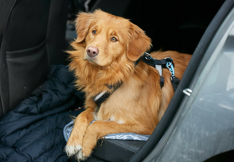 Koira auton takapenkillä turvavyövaljaissa.